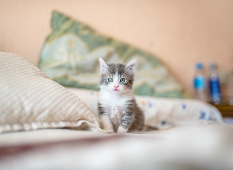 Simba